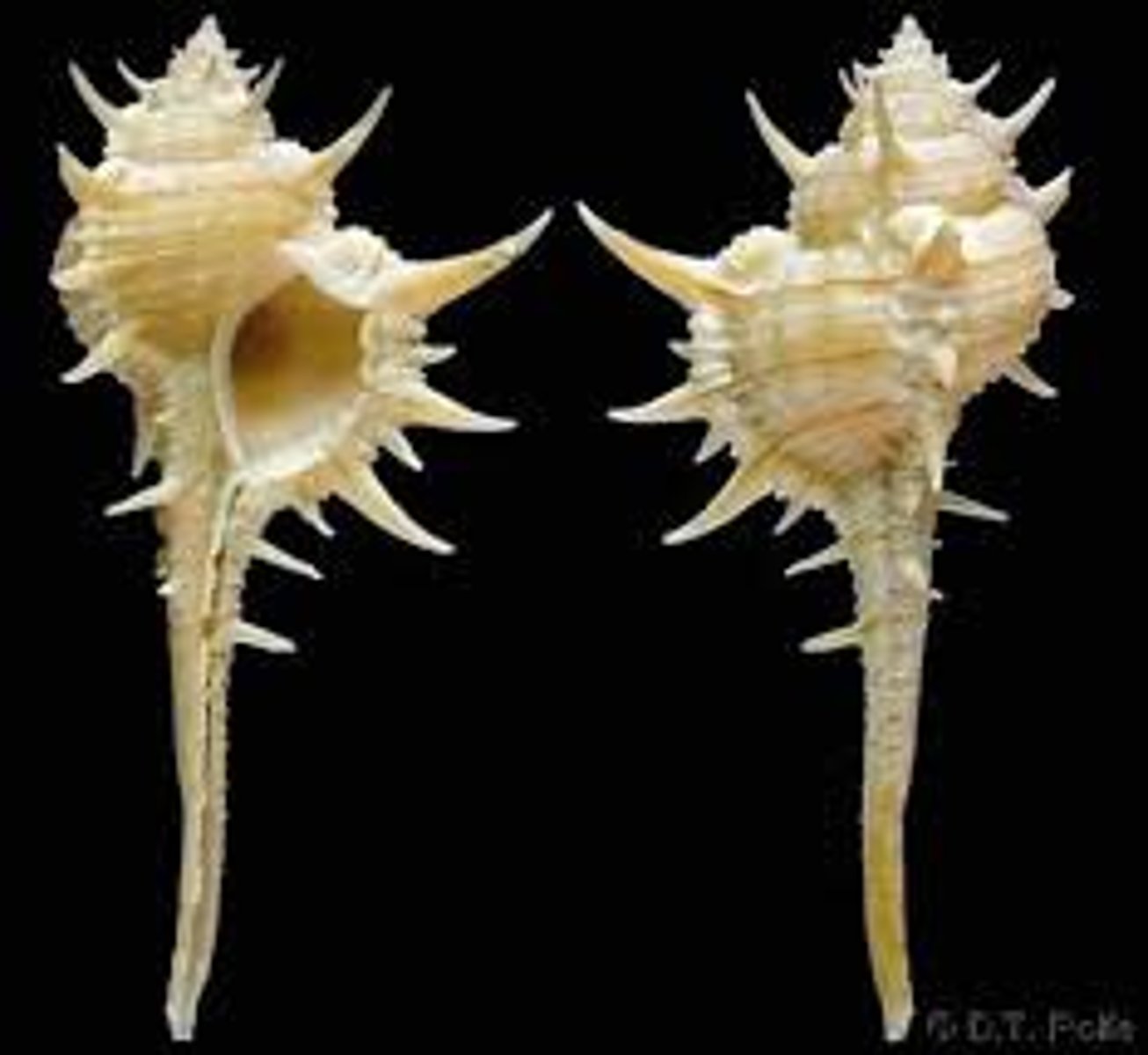 <p>murex, rocksnails</p>