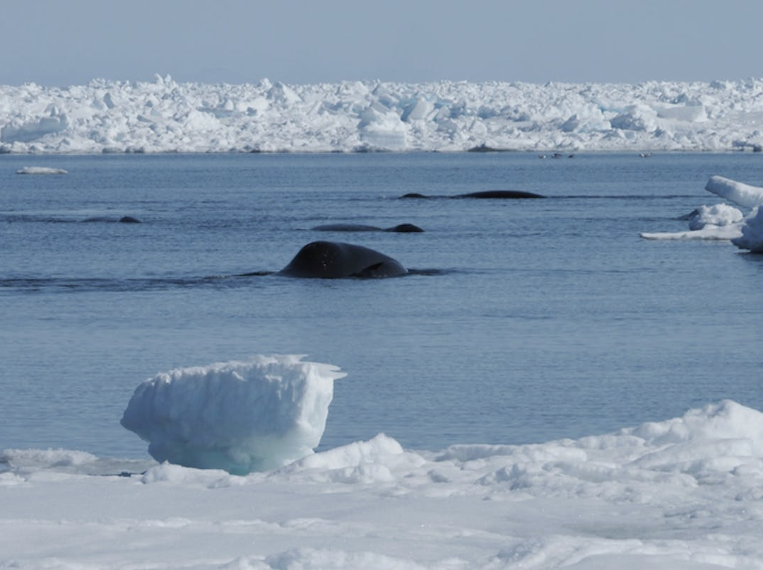 <p><strong>Energy reserve</strong>: They are the primary form of energy reserves in fat cells. They are created from excess calories. These triglycerides are broken down into fatty acids when body is in need of energy like during physical exercise, fasting etc. </p><p><strong>Insulation</strong>: Play a role as thermal insulators in many organisms, helping to regulate body temperatures and protect against the cold. One example is the whale, which has a thick layer of blubber that protects the whale from the cold. It also serves as an energy reserve for the whale.  </p><p></p>