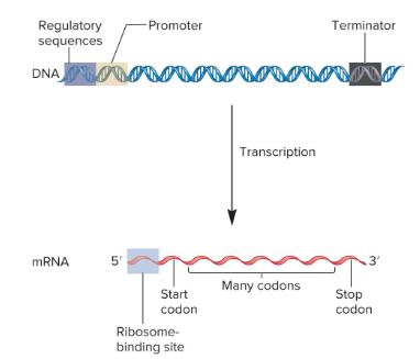 <p>The overall process by which the information within a gene is used to produce a function product which can, in concert with environmental factors, determine a trait.</p><p>DNA base sequences define the beginning and end of a gene and regulate the level of RNA synthesis. Proteins must recognize and act on DNA for transcription to occur.</p>