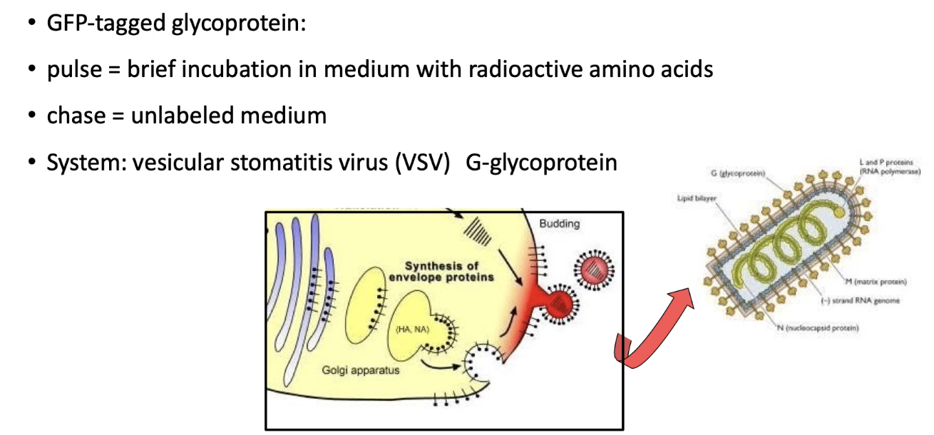 <ul><li><p>VSV virus encodes <strong>G-protein</strong>, a membrane protein</p></li><li><p>G-protein is synthesized in host <strong>ER</strong>, then <strong>glycosylated</strong> and sent to the <strong>cell membrane</strong></p></li><li><p>Tagged with <strong>GFP</strong> → VSV-G:GFP allows live-cell tracking via fluorescence</p></li><li><p>Mutant VSV-G behaves differently at different temperatures:</p><ul><li><p><strong>32°C (permissive)</strong>: folds properly → transported to membrane</p></li><li><p><strong>40°C (restrictive)</strong>: misfolds → retained in <strong>ER</strong> via <strong>UPR</strong></p></li></ul></li></ul><img src="https://knowt-user-attachments.s3.amazonaws.com/ef8df494-151f-4d72-98a8-7a2ce2324693.png" data-width="100%" data-align="center"><p></p>