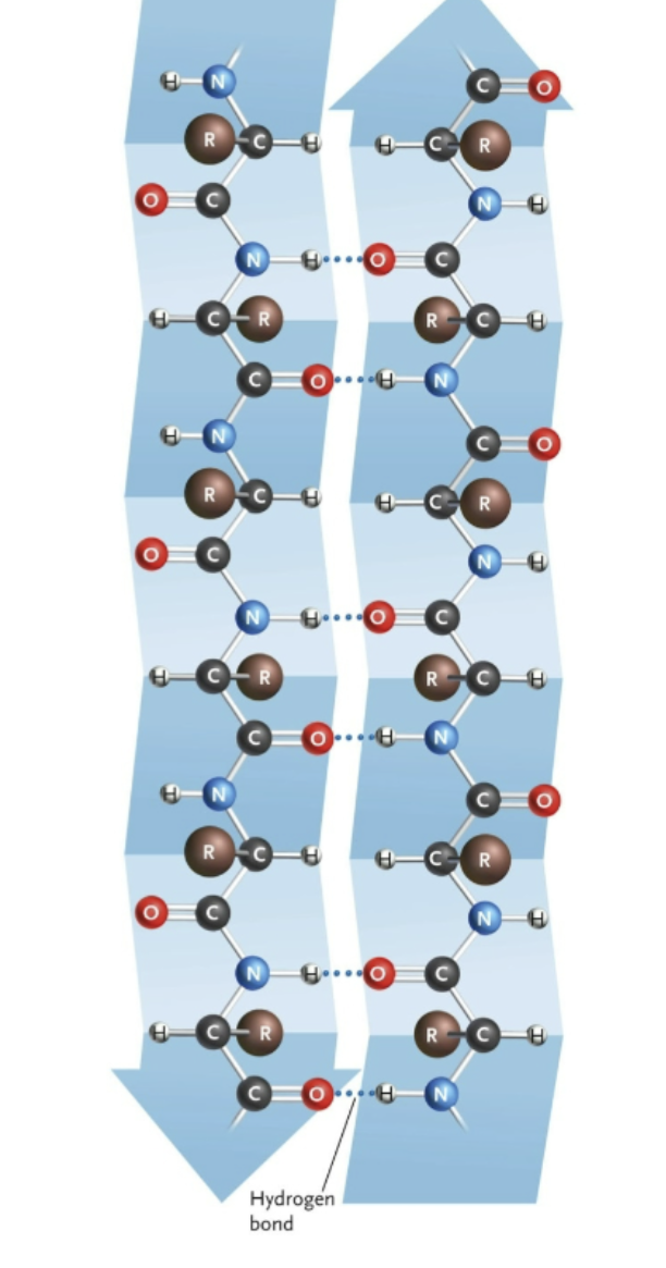 <p>Name this structure.</p>