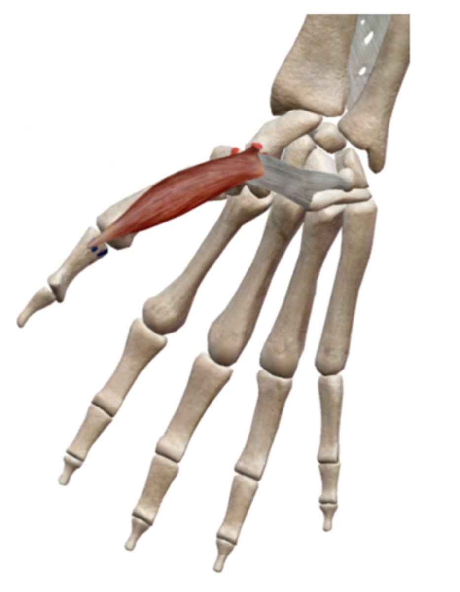<p>base of proximal phalanx on lateral side</p>