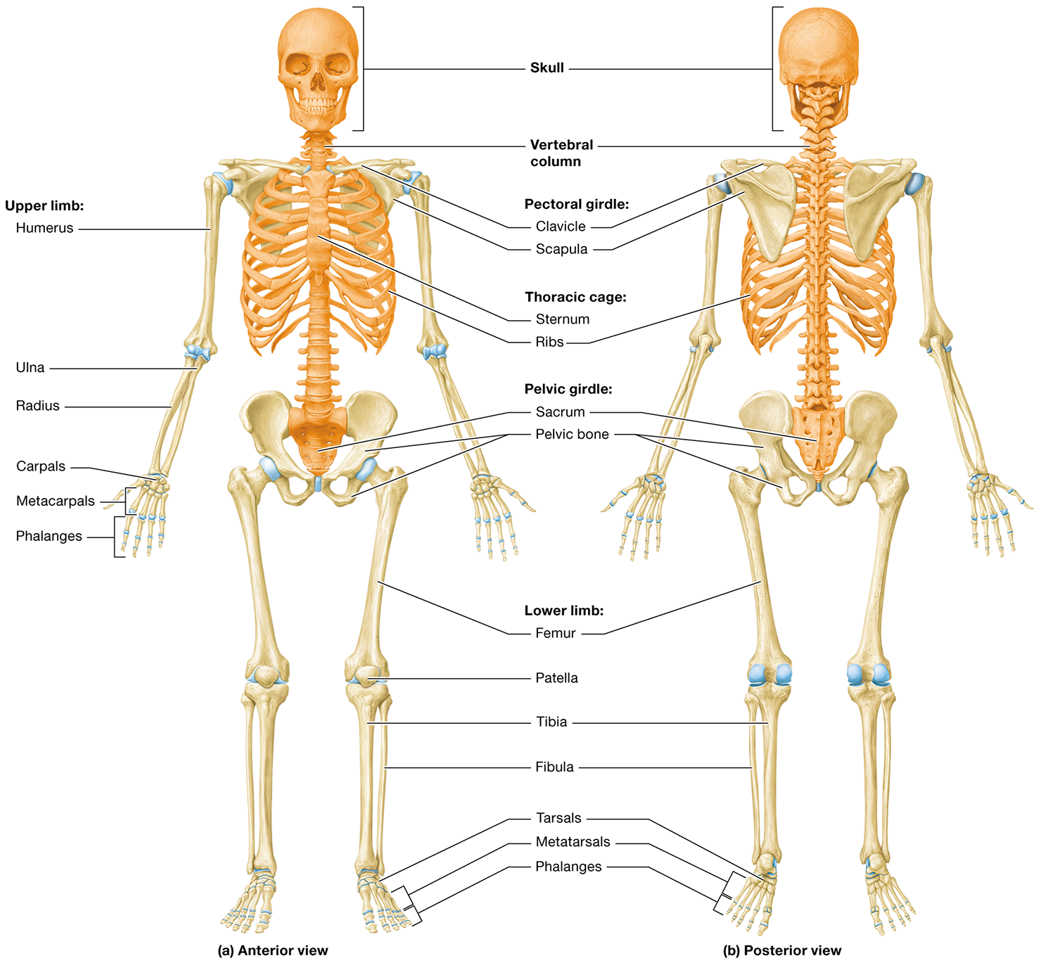 <p><span>the <strong>axial</strong> and <strong>appendicular skeletons</strong></span></p>
