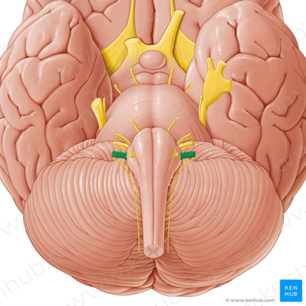 <p>Nervus vagus, uitnärv</p>
