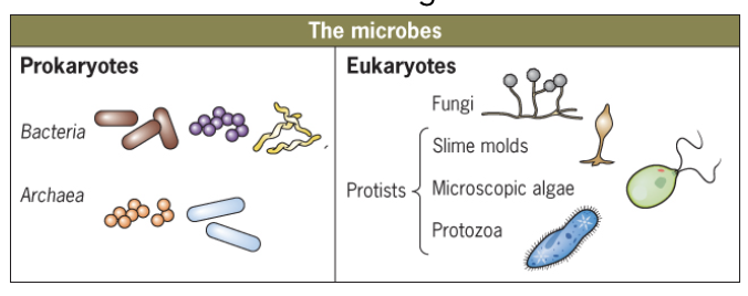 <p><span><strong><mark data-color="unset" style="background-color: unset; color: inherit;"><span>prokaryotes (Bacteria, Archaea) are simple cells lacking a nucleus and membrane-bound organelles, with DNA in a nucleoid region, while eukaryotes (animals, plants, fungi, protists) are complex cells with a true nucleus (containing linear DNA) and other membrane-bound organelles like mitochondria, ER, and Golgi</span></mark></strong><span>.</span></span></p>
