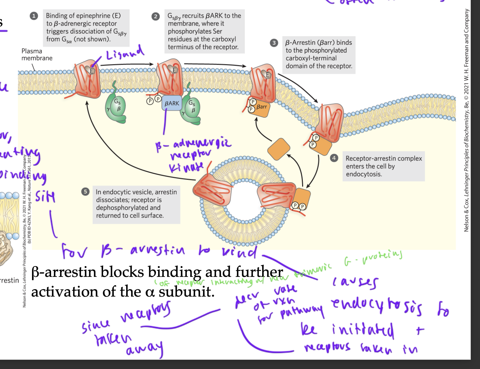 <ul><li><p>you can tell a pathway has been on bc beta and gamma G-proteins have been together for a while (so alpha must be bound to GTP and to adenylyl cyclase, keeping the pathway on) (also the ligand epinephrine is bound to the GPCR)</p></li><li><p>so BARK (beta-adrenergic receptor kinase) gets recruited and adds a P to the GPCR, creating a binding site</p></li><li><p>these binding sites allow beta-arrestin to bind, which initiates exocytosis at the membrane so that GPCRs are taken into the cell in a vesicle</p></li><li><p>this decr rate of rxn for the pathway since the receptors were taken away&nbsp;</p></li></ul><p></p>