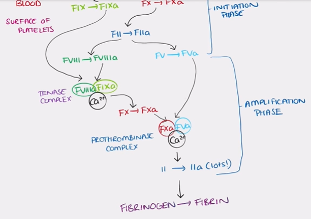 <ol start="3"><li><p>the surface of an activated plt acts as a catalyst for the conversion of a small amount of prothrombin to thrombin by Xa on its own</p><p>(prothrombin= factor II and thrombin = factor IIa)</p></li><li><p>thrombin then activates&nbsp;factor VIII to factor VIIIa and factor V to factor Va</p></li><li><p>first phase of in vivo pathway = initiation phase</p></li><li><p>factor VIIIa and factor IXa form the tenase complex</p></li><li><p>potent activator for factor X than TF VIIa-calcium complex</p></li><li><p>large amount of factor X is produced and factor Xa and forms a complex with factor Va (prothrombinase complex)#</p></li><li><p>thrombin converts fibrinogen → fibrin&nbsp;</p></li></ol><p></p>