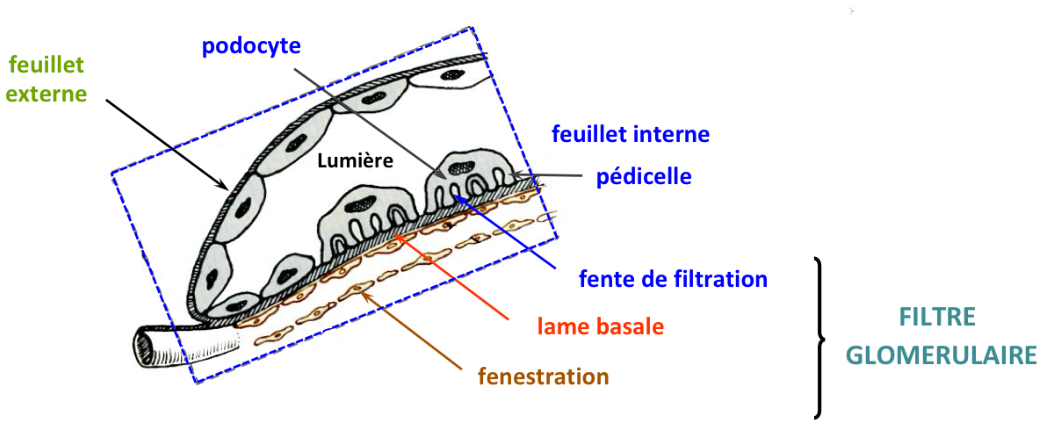 <p>1) Fenestration</p><p>2) Lame basale</p><p>3) Fentes de filtration</p><p>—&gt; les molécules passent du sang vers la lumière de la capsule de Bowman grâce au filtre glomérulaire</p><p></p>
