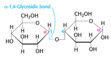 <p>contain two or more monosaccharides linked by O-glycosidic bonds</p>
