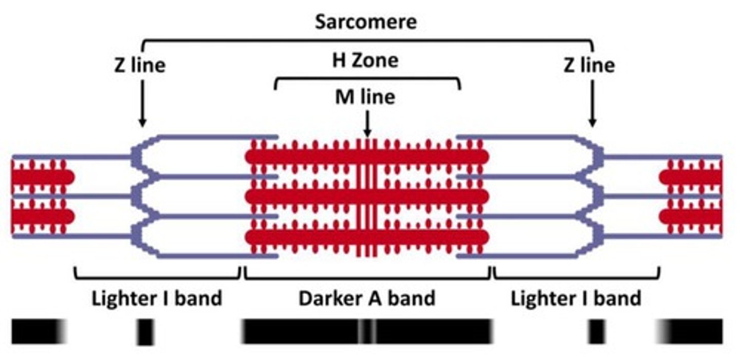 <p>Bounded by two Z discs, the structures of the sarcomere underlie muscle contraction</p>