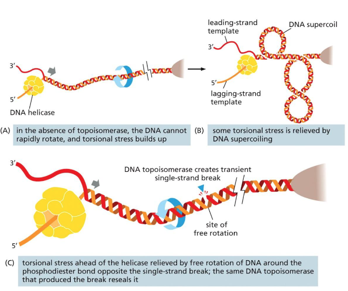 <ul><li><p>As helicase unwinds DNA, supercoiling &amp; torsional strain increases</p></li><li><p>Problem in circular chromosomes and large eukaryotic chromosomes</p></li></ul><p>Solved by DNA topoisomerase</p><ul><li><p>binds to a location</p></li><li><p>cut a nick in the backbone of 1 strand (does not cut H-bonds)</p></li><li><p>allows for rotational freedom</p></li></ul><p></p>