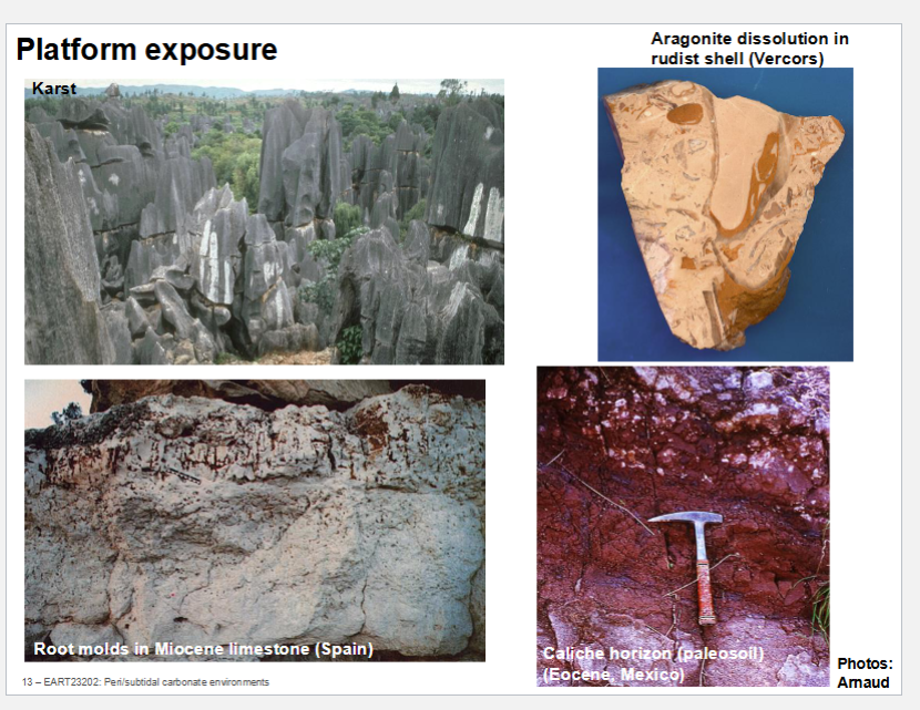 <p>Rudist shell - on top right - made my aragonite. </p><p>Aragonite is metastable - forms quickly but is not stable and will dissolve quickly. </p>