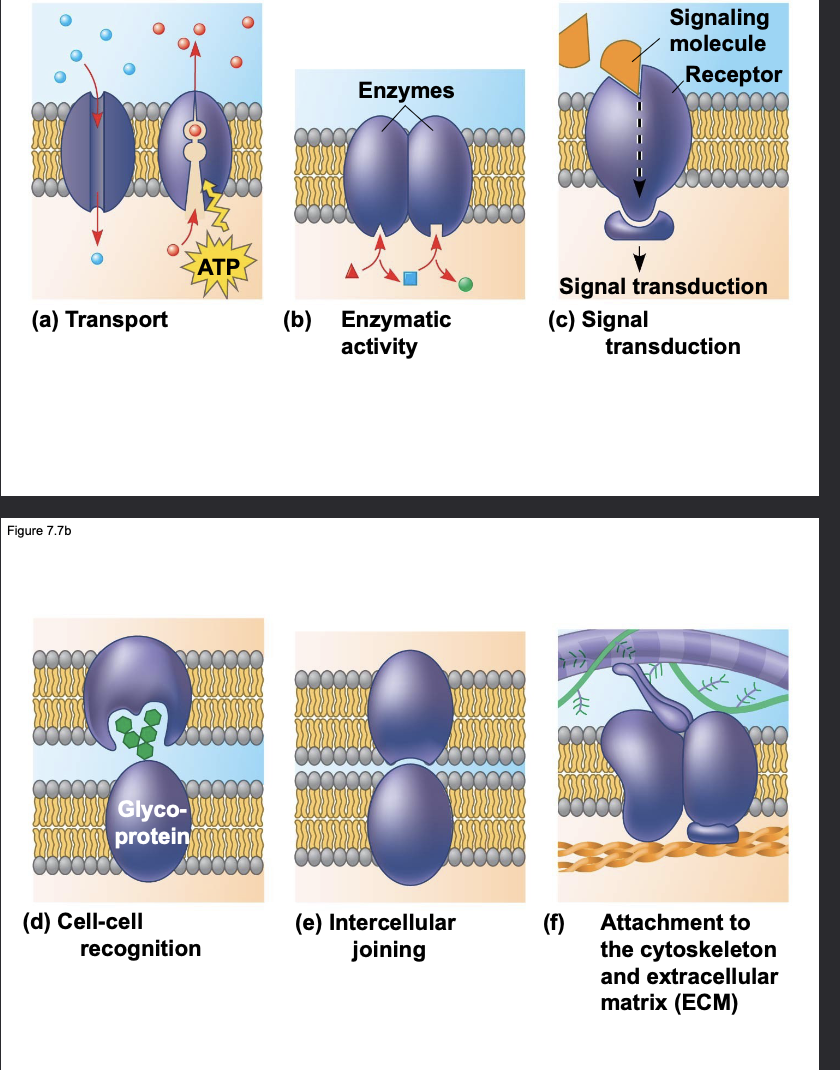  \n 1. Transport - moving impermeable substances across the membrane \n 2.Enzymatic activity - catalysis of biochemical reactions \n 3.Signal transduction - receiving a signal from outside the cell \n and causing a change inside the cell in response \n 4.Cell-cell recognition - for example, glycoproteins are used by \n white blood cells to recognize self from non-self (potential pathogens) \n 5.Intercellular joining - long-lasting binding that holds cells and tissues together \n 6.Attachment to the cytoskeleton and extracellular matrix (ECM) - also holds together cells and larger cellular structures