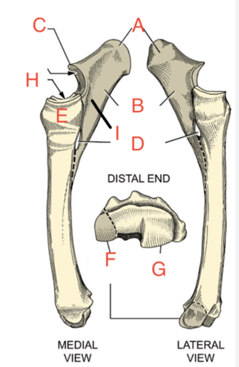 <p>What structure is labeled as D?</p>