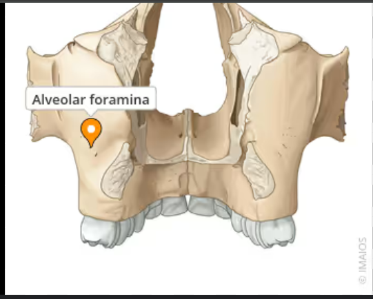 <p>Posterior superior alveolar foramina</p>