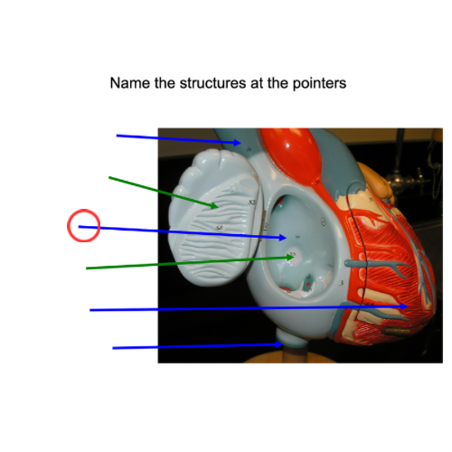 term image