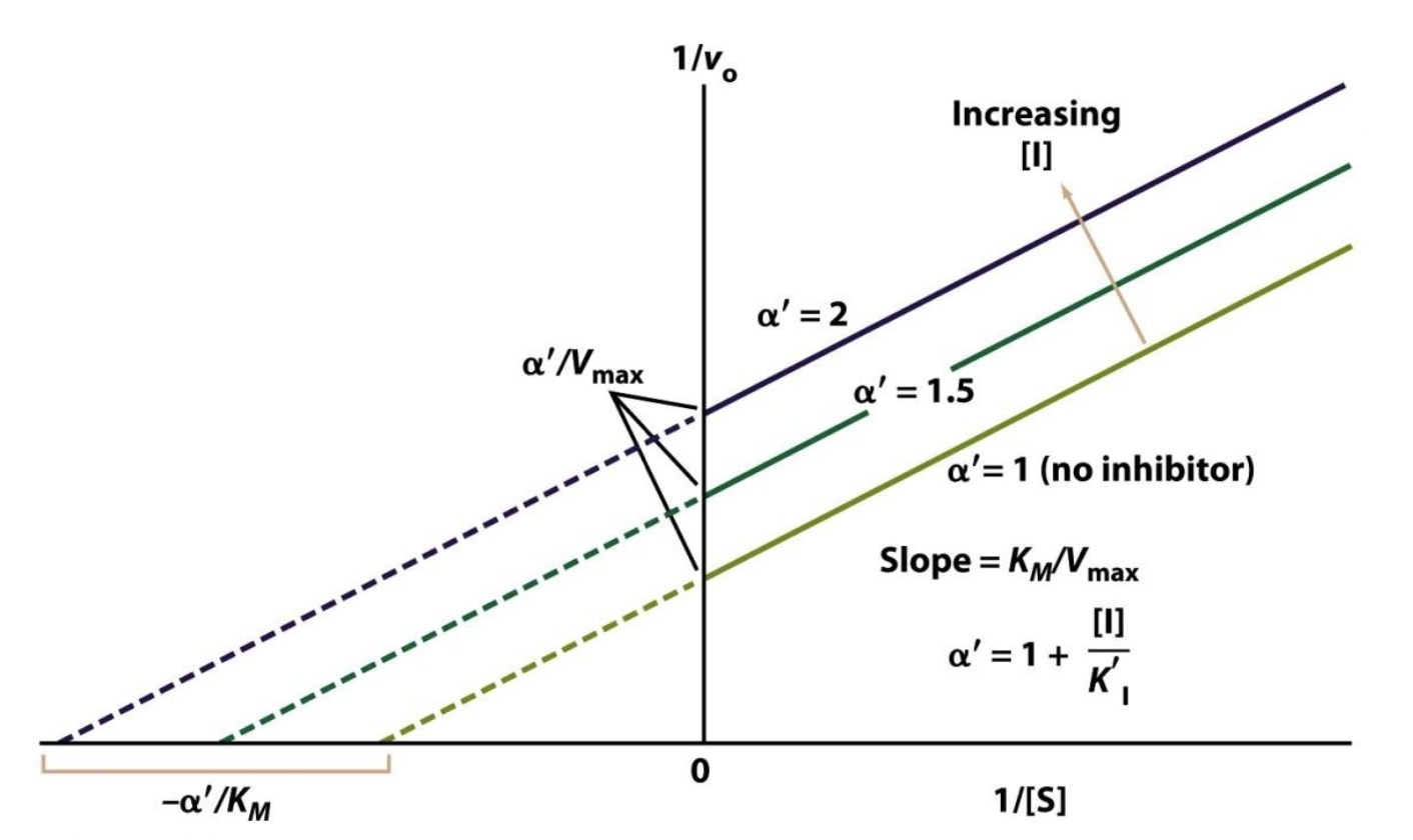 <p></p><p>K’I represents the affinity of the uncompetitive inhibitor for the enzyme-substrate complex (ES) and is given by:</p><p>K’<sub>I </sub>= [ES][I]/[ESI]</p><ul><li><p>a lower K’<sub>I </sub>value means that the inhibitor binds <strong>more tightly</strong> to the ES complex</p></li><li><p>a higher K’<sub>I </sub>value means that the inhibitor binds <strong>less tightly</strong> to the ES complex</p></li><li><p>α’ is the coefficient telling us by what factor KM and Vmax change during uncompetitive inhibition, and we can define α’ with</p></li></ul><p>α’ = 1 + [I]/K’<sub>I</sub></p><ul><li><p>When K’I is low, this causes α’ to be high</p></li><li><p>The apparent K’M = KM/α’, and the apparent V’max = Vmax/α’, so if α’ is high, both K’M and V’max will decrease by the same rate, thus causing the slow to remain the same</p></li><li><p>since the y-intercept (b) = 1/V’max, and V’max is decreasing as α’ increases, this causes the y-intercept to increase</p></li></ul><p></p>