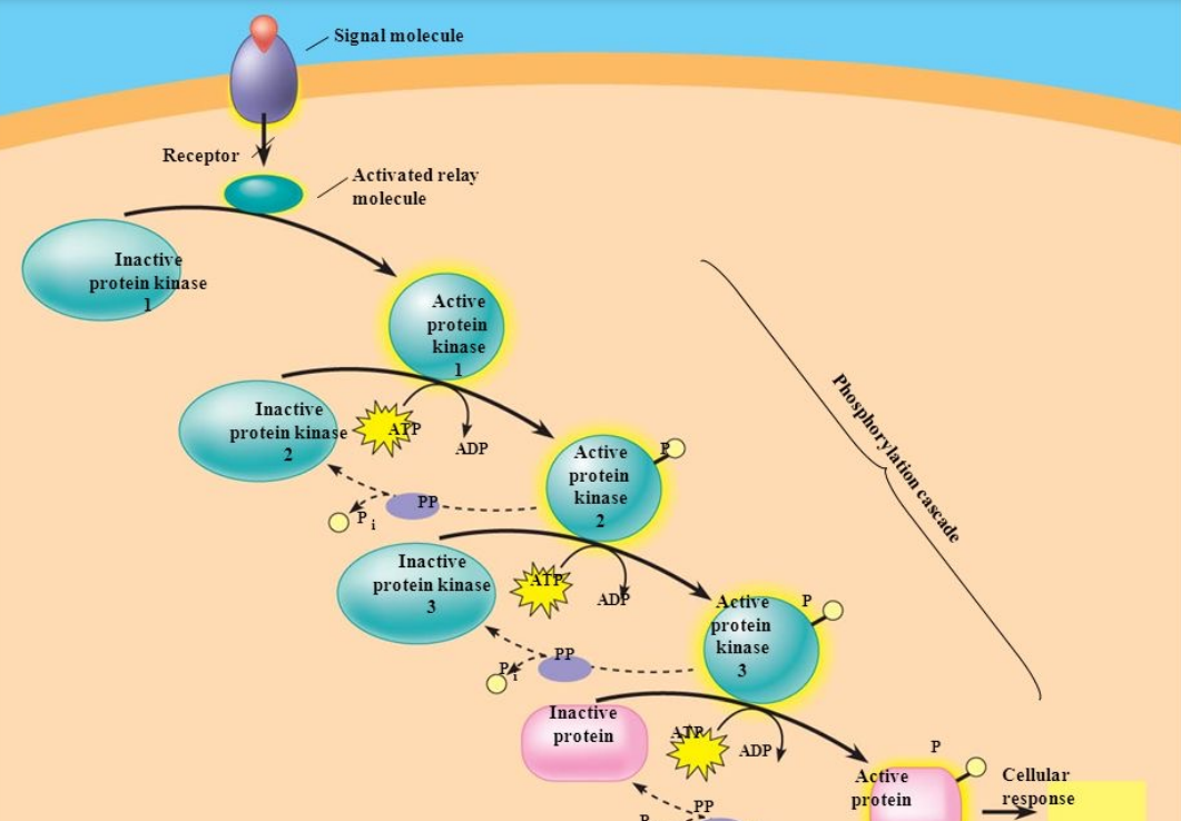 <p>-Ligand binding causes receptor dimerisation and activation of intrinsic tyrosine kinase activity. This leads to autophosphorylation of the tyrosine residues on the receptor, which leads to them phosphorylating additional intracellular proteins including kinases which go on to phosphorylate and therefore activate more proteins so on and so fourth until it activates the effector protein and creates a cellular response</p><p>-amplification and cascade mechanism</p><p>-all this from 1 signal molecule</p>