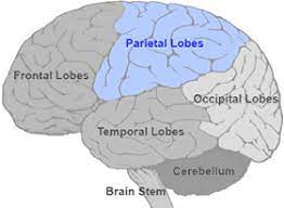 <p>POSTCENTRAL GYRUS - SENSORY FUNCTIONS</p>