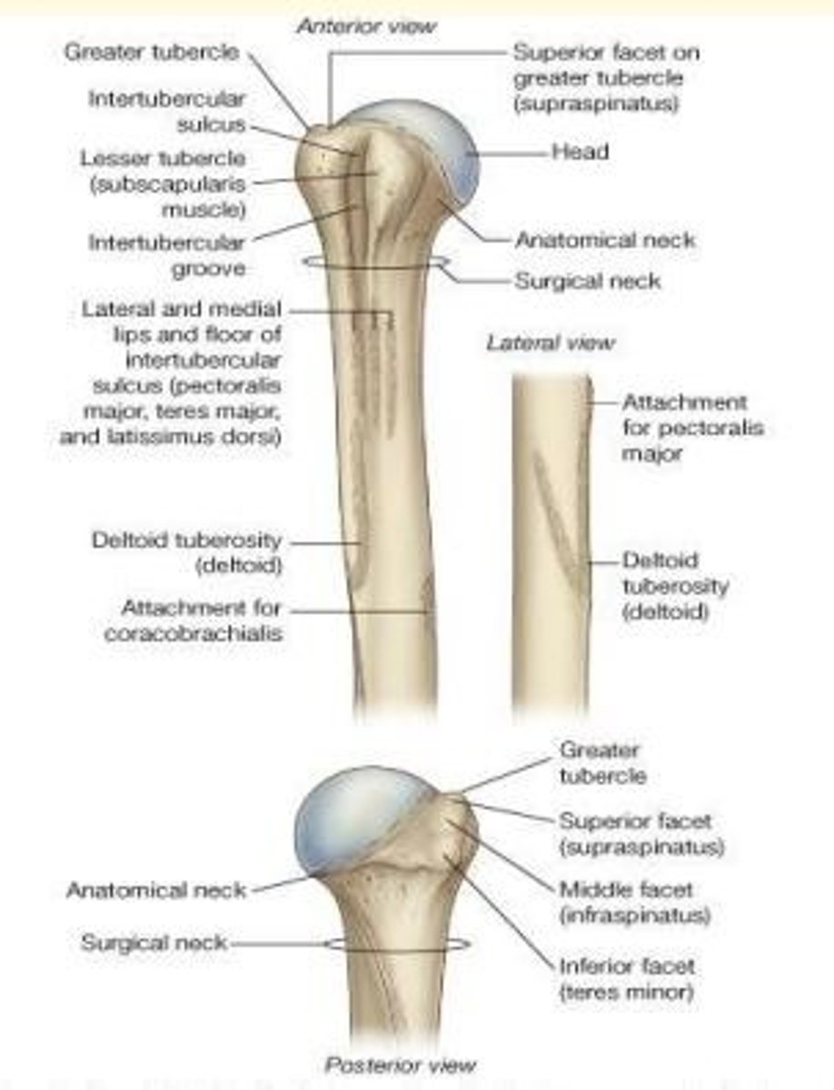 <p>Upper arm bone</p>
