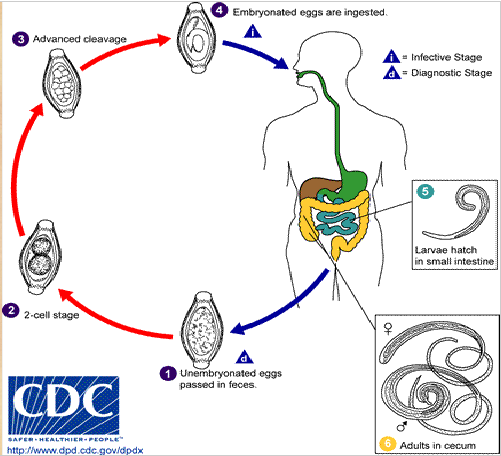 <ol><li><p>unembryonated eggs passed in feces</p></li><li><p>goes through 2 cell stages &amp; eventually advanced cleavage</p></li><li><p>ingestion of embryonated eggs by definitive host</p></li><li><p>larvae hatch in small intestine</p></li><li><p>adults live in cecum of intestine</p></li></ol><p></p>