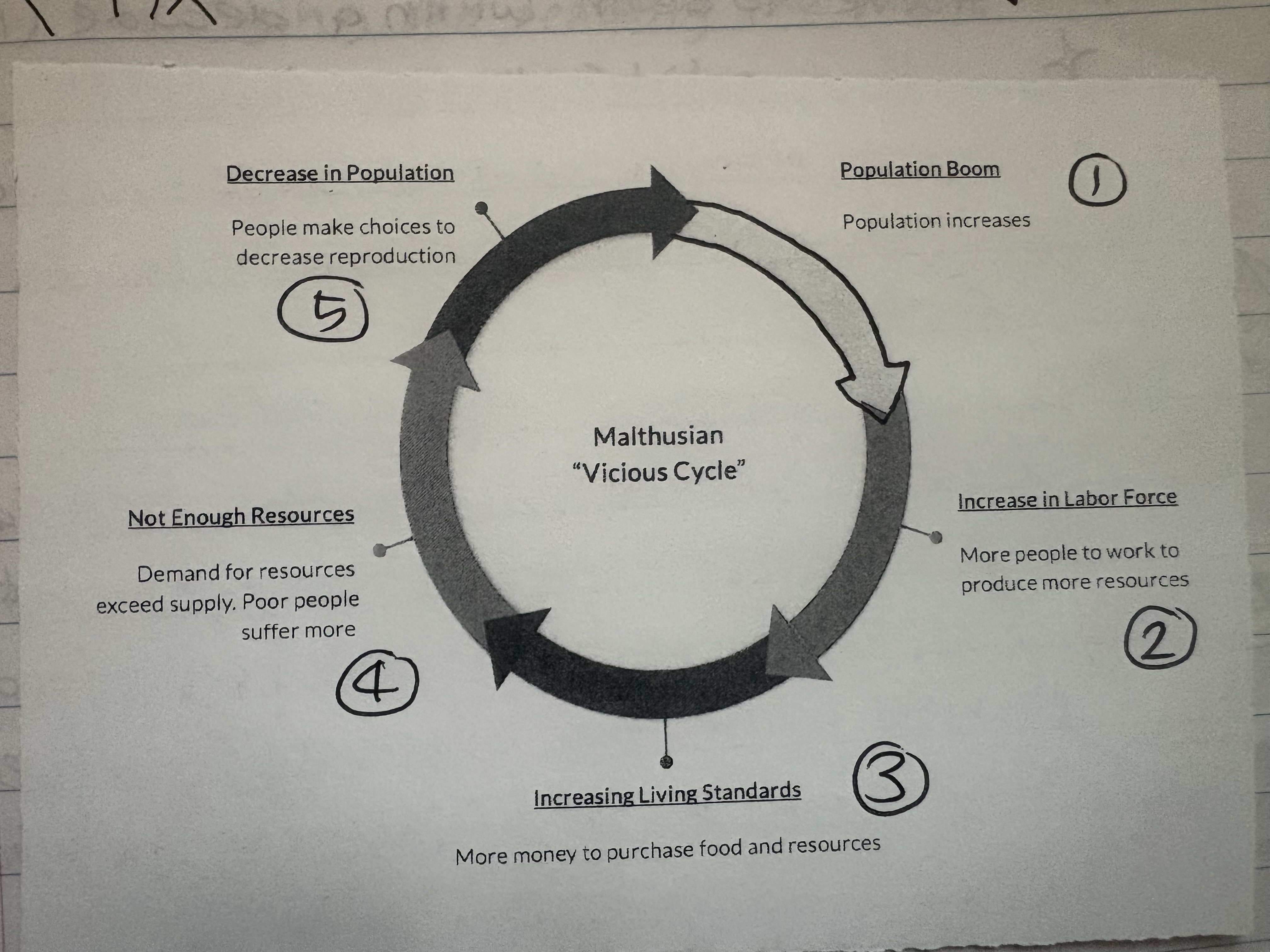 <p>Malthusian cycle</p>