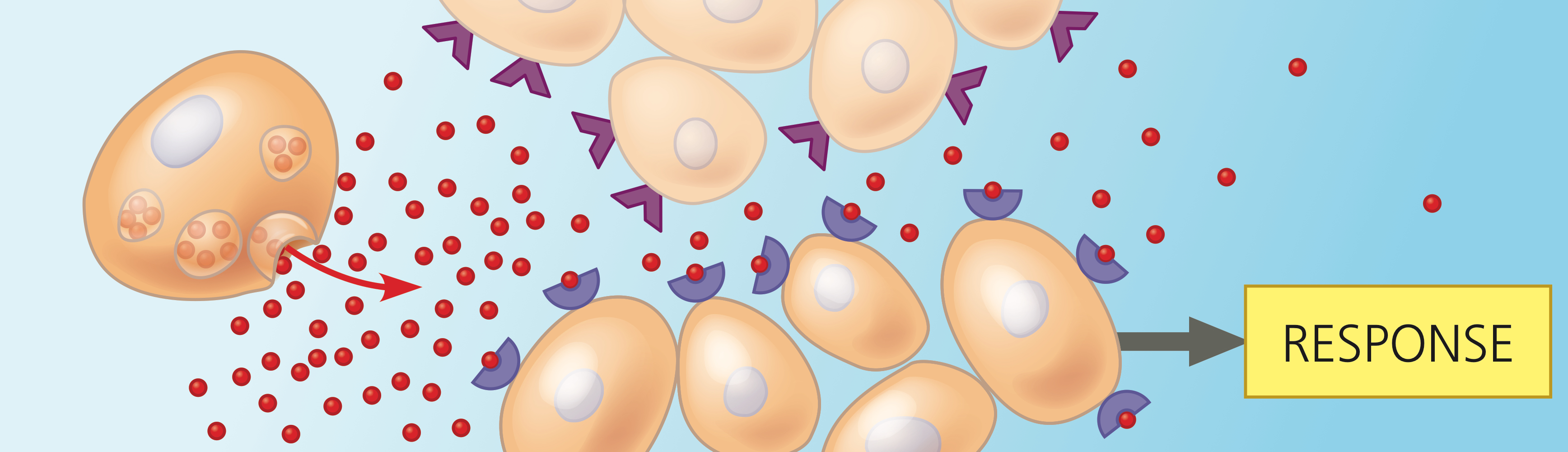 <p>Signals diffused locally to trigger a response in neighbouring cells.</p>