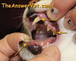 Feline Dental Formulas Canines
upper/lower