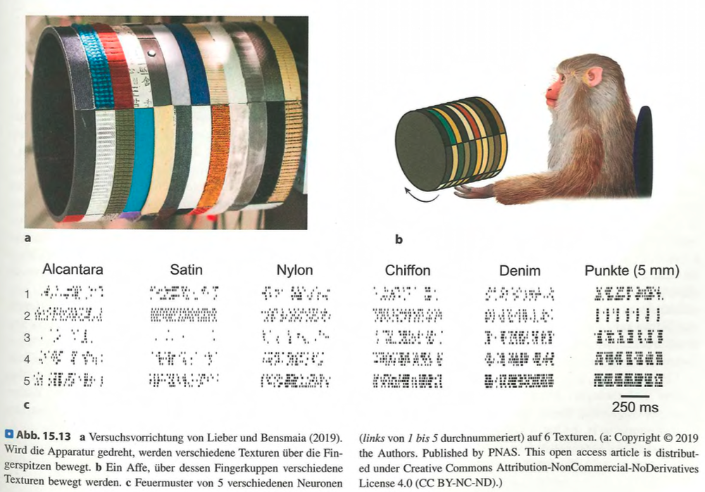 <p class=""><strong>Kurzfassung:</strong><br>Die Studie von <strong>Lieber & Bensmaia (2019)</strong> zeigte, dass <strong>unterschiedliche Texturen spezifische Aktivitätsmuster</strong> in kortikalen Neuronen auslösen. <strong>Grobe Texturen</strong> aktivieren Neuronen, die <strong>SA1-Signale</strong> empfangen, <strong>feine Texturen</strong> solche mit <strong>PC-Signalen</strong>.</p><p class=""></p><p class=""><strong>Langfassung:</strong></p><ul><li><p class=""><strong>Versuchsaufbau:</strong> Affen wurden mit verschieden strukturierten Oberflächen (fein bis grob) stimuliert, indem man diese <strong>über die Fingerkuppen bewegte</strong>.</p></li></ul><p class=""></p><ul><li><p class=""><strong>Ergebnis:</strong></p><ul><li><p class=""><strong>Jede Textur</strong> erzeugte ein <strong>eigenes neuronales Aktivitätsmuster</strong>.</p></li><li><p class=""><strong>Verschiedene Neuronen</strong> reagierten <strong>unterschiedlich auf dieselbe Textur</strong>, was auf eine <strong>Populationscodierung</strong> im somatosensorischen Kortex hindeutet.</p></li></ul></li></ul><p class=""></p><ul><li><p class=""><strong>Rezeptorzuordnung:</strong></p><ul><li><p class="">Neuronen, die auf <strong>grobe Texturen</strong> reagierten, erhielten vorwiegend Signale von <strong>SA1-Rezeptoren</strong> (Merkel-Zellen).</p></li><li><p class="">Neuronen, die auf <strong>feine Texturen</strong> reagierten, verarbeiteten primär <strong>PC-Rezeptoren</strong> (Pacini-Körperchen).</p></li></ul></li></ul><p class=""></p><ul><li><p class=""><strong>Fazit:</strong> Die Repräsentation von Texturen im Kortex basiert auf einer <strong>differenzierten Verarbeitung</strong> über spezifische Rezeptor-Neuron-Kombinationen für fein vs. grob.</p></li></ul><p></p>