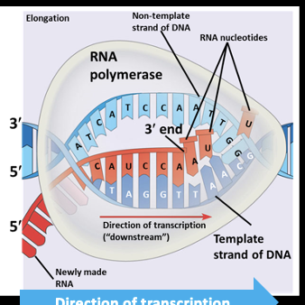 <p>The polymerase moves downstream unwinding the DNA and elongating the RNA transcript in a 5 prime to 3 prime direction. In the wake of transcription, the DNA strands reform a double helix </p>