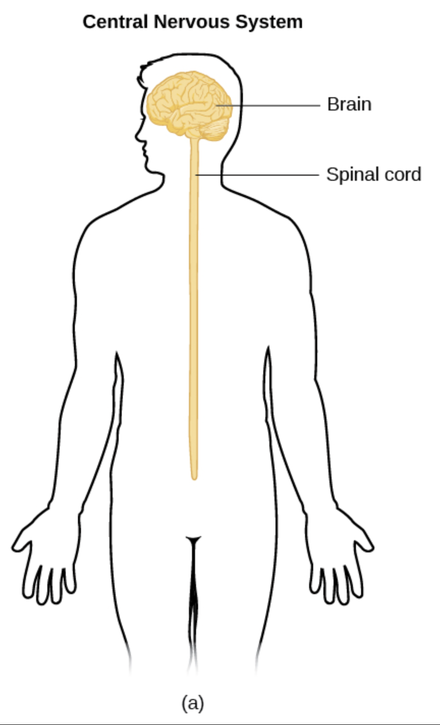 <p>central nervous system (CNS)</p>