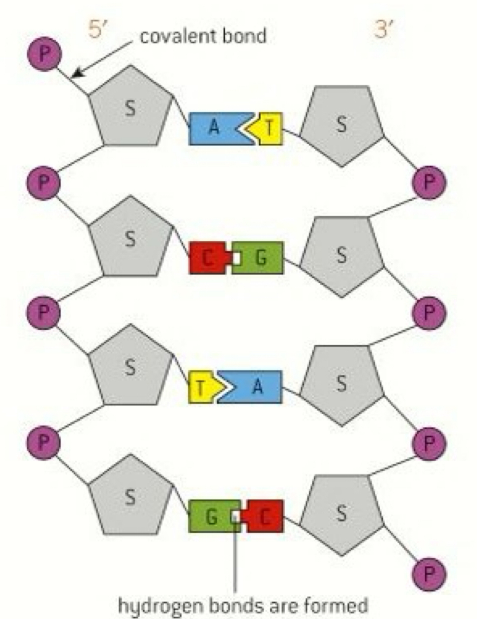 <ul><li><p>Two parallel strands are arranged so that they run in opposite directions - antiparallel</p></li><li><p>The bases hold the two strands together via hydrogen bonds</p></li><li><p>The strand on the left is the 5’3 strand and the strand on the right is the 3’5 strand</p></li><li><p>A & T are able to form 2 hydrogen bonds</p></li><li><p>C & G are able to form 3 hydrogen bonds</p></li><li><p>They can only bind to each other - complementary base pairing</p></li></ul><p></p>
