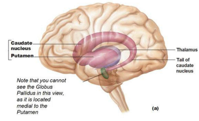 <ul><li><p>Critical for motor control</p></li><li><p>Deliberate initiation of movement</p></li><li><p>Part of the forebrain</p></li></ul><p></p>
