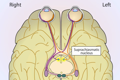 EPs are the internal body clocks that are thought to regulate circadian rhythms.
suprachiasmatic nucleus (SCN) is thought to be the primary pacemaker 
SCN - a bundle of nerves located in the hypothalamus. primary EP. it is located just above the optic chiasm, which receives info from eyes about light (happens even when eyes are closed)