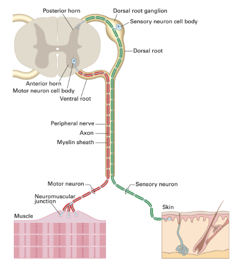 <p><span>reflex arc: </span></p>