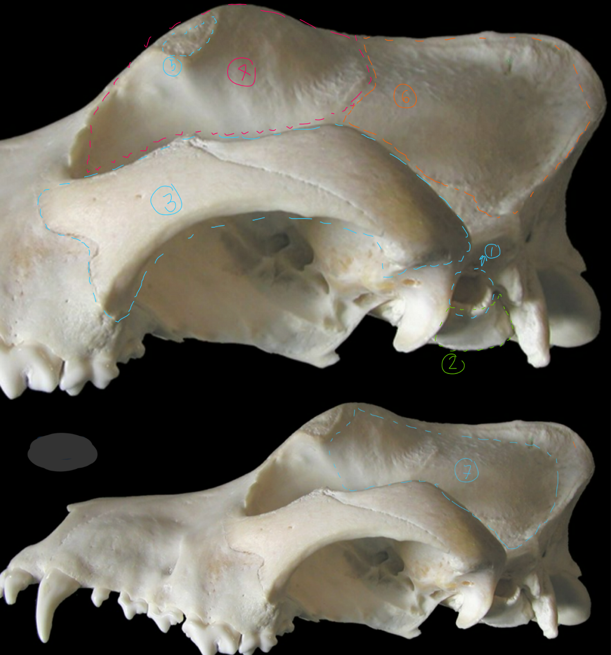 <p>label the bones from the lateral side of the canine skull</p>