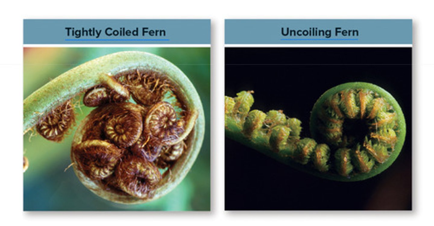 <p>Ferns</p><p>• 11,000 species of ferns today</p><p>• Fern forests in what is now New</p><p>England have turned into coal</p><p>• Fiddleheads emerge from soil</p><p>and allow fronds to expand in air</p><p>( coal kicked off an Industrial Revolution, carbon emissions rise, why? Answer w recording )</p>