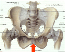 Symphysis Pubis