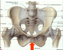 <p>Symphysis Pubis</p>