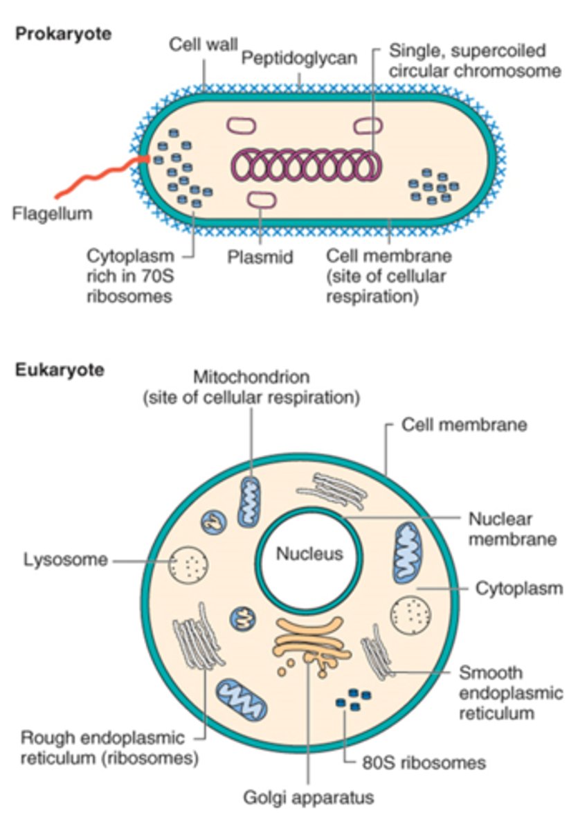 <p>Yes some protozoa and fungi have plasmids</p>