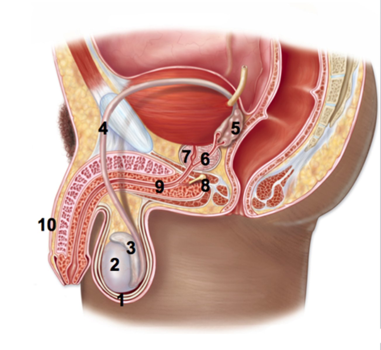 <p>ejaculatory duct (#6)</p>