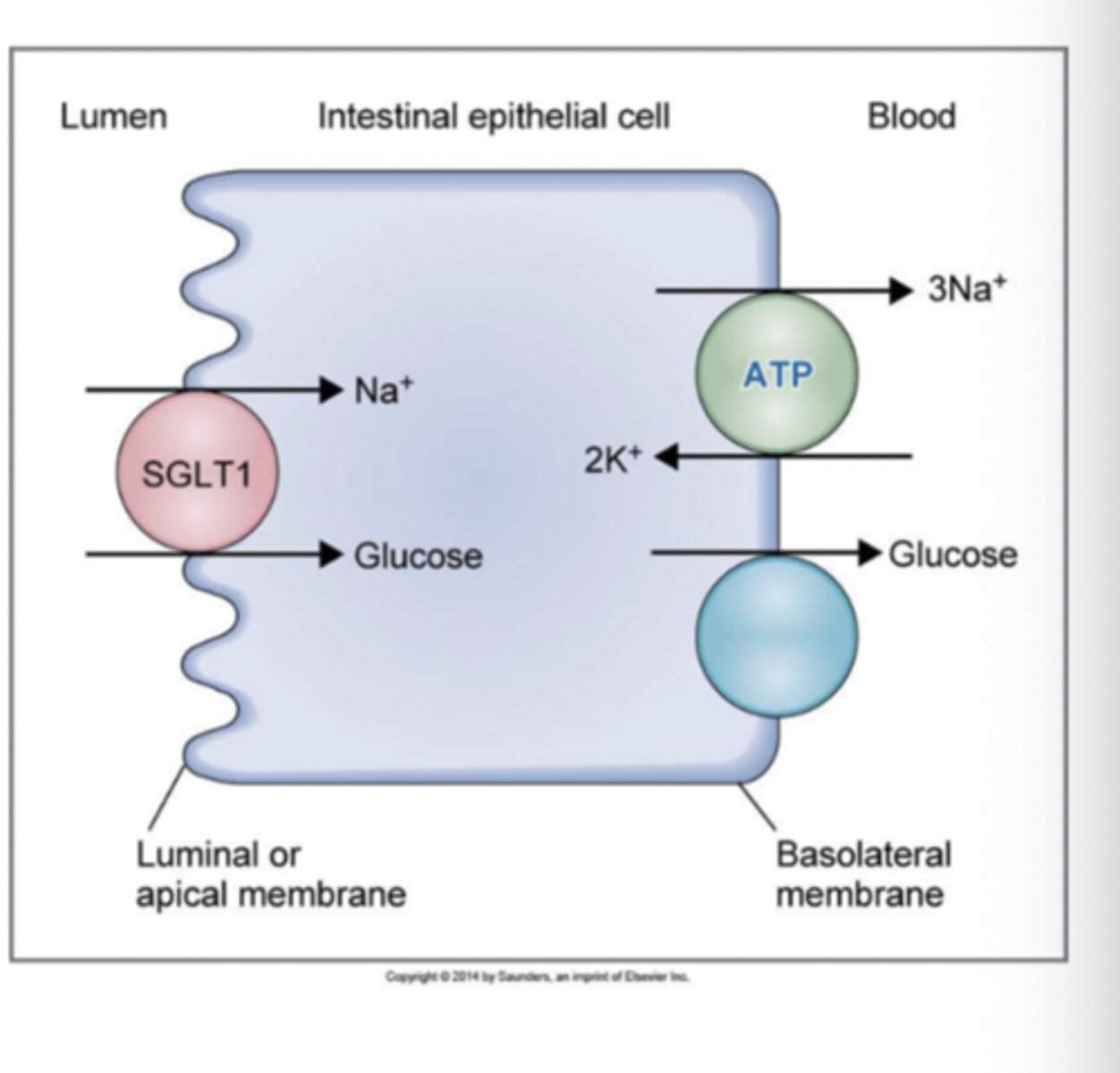<p>all solutes transported in same direction</p><p>- Na+/glucose co-transporter (SGLT1)</p><p>- Na+/amino acid co-transporter</p><p>- Na+/K+/2Cl co-transporter in renal tubule </p><p>*intestine &amp; renal tubule) </p>
