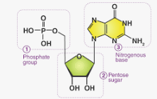 <p>Contains 3 parts: nitrogenous base(adenine, thymine, guanine, cytosine,or uracil), five carbon sugar(deoxyribose or ribose), and phosphate groups (in polynucleotides each monomer only has one phosphate group)</p>