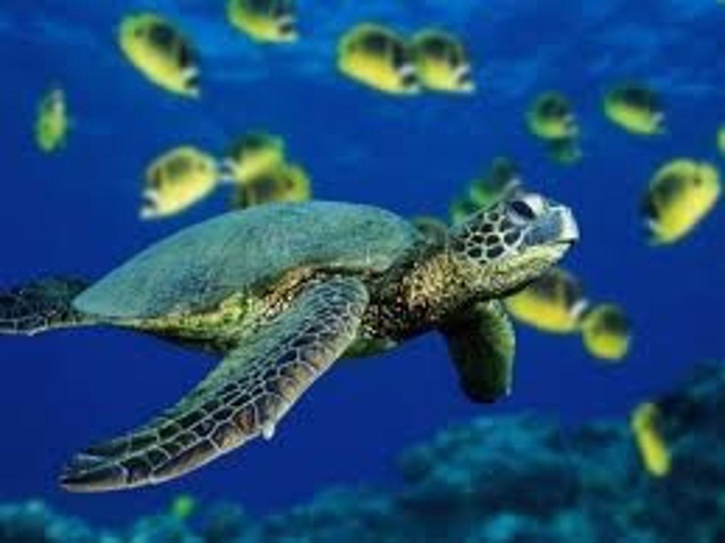 <p>Can be seen at the Downtown aquarium. these turtles are herbivores and the only species which comes ashore just to bask in the sun.</p>