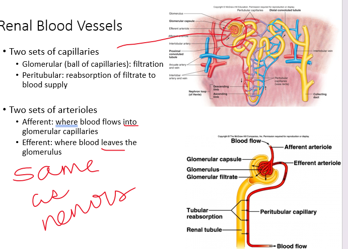 <p>•(13) Draw and label the course of the _________ (through the nephron) from the glomerular capsules to the ureter. Add the vasculature around the nephron including the afferent  arteriole, glomerular capillaries, efferent arteriole, and peritubular capillaries.</p>