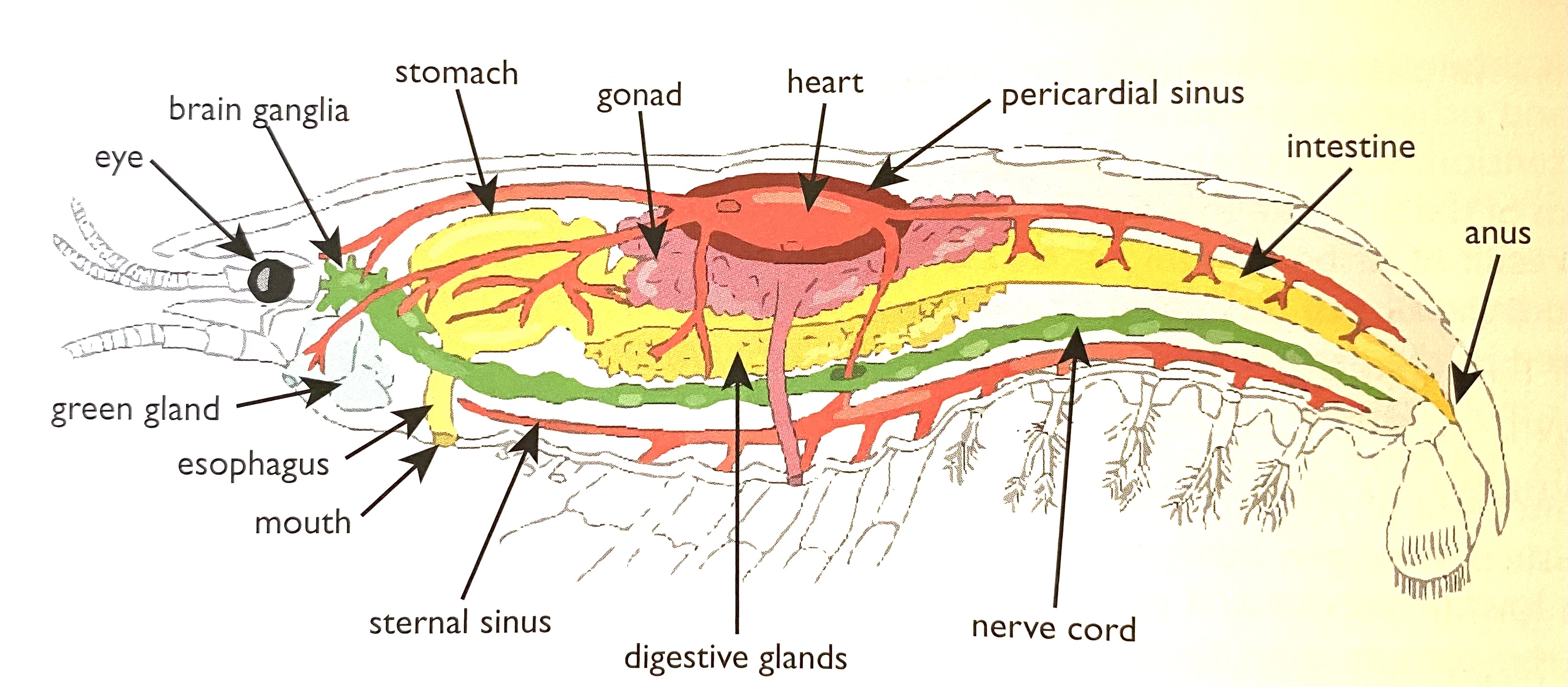 <p>Sternal sinus</p>