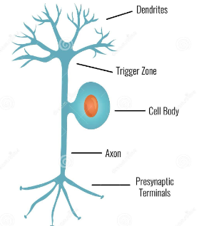 <p>1 axon that projects from the cell body for a short distance before splitting into 2 branches</p><p>Most sensory neurons are pseudo unipolar, dorsal root ganglia of spinal nerves</p><p></p>