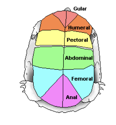 
1. scutes
2. dermal bones