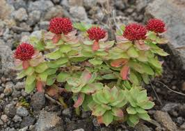<p><em>Rhodiola </em>(King’s Crown)</p>