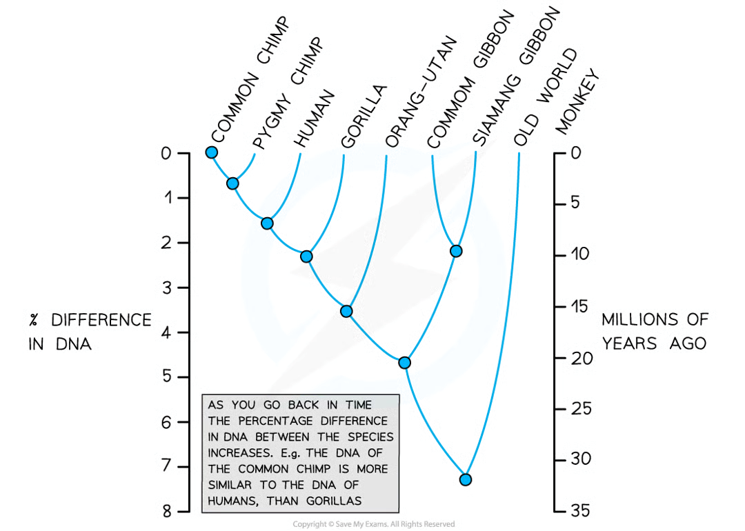<p>used to create family trees/phylogenetic trees that show evolutionary relationships between species</p>